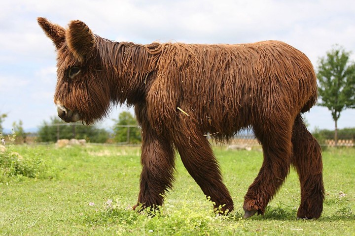 Ânes : top 3 de ces merveilleux animaux !